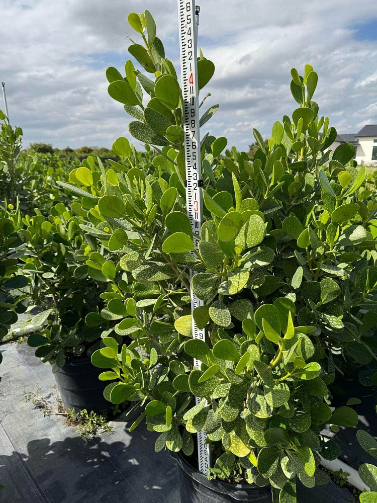 clusia-guttifera-small-leaf-clusia