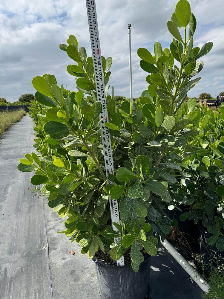 clusia-guttifera-small-leaf-clusia