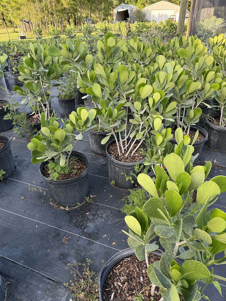 clusia-guttifera-small-leaf-clusia