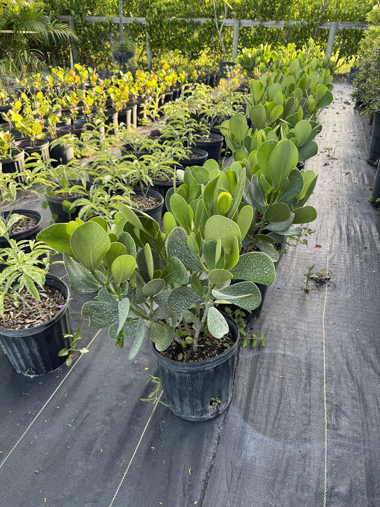 clusia-guttifera-small-leaf-clusia