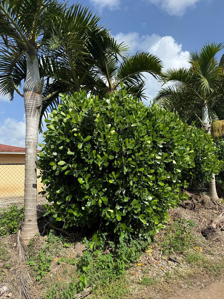 clusia-guttifera-small-leaf-clusia