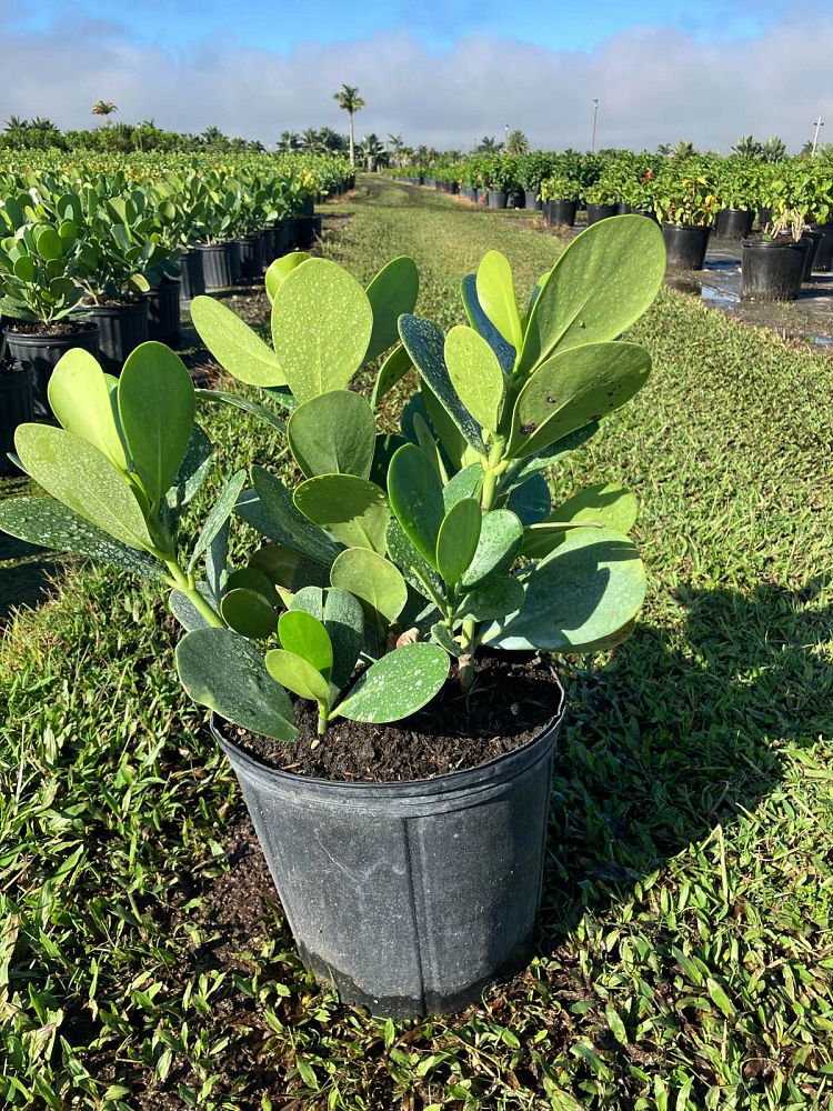 clusia-guttifera-small-leaf-clusia