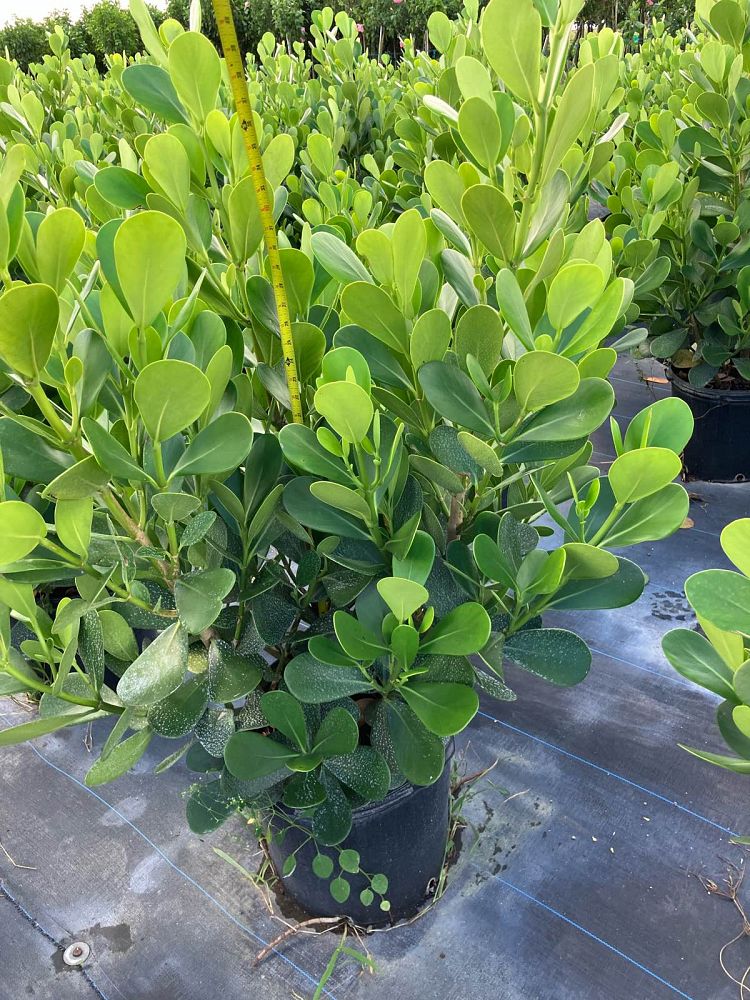 clusia-guttifera-small-leaf-clusia