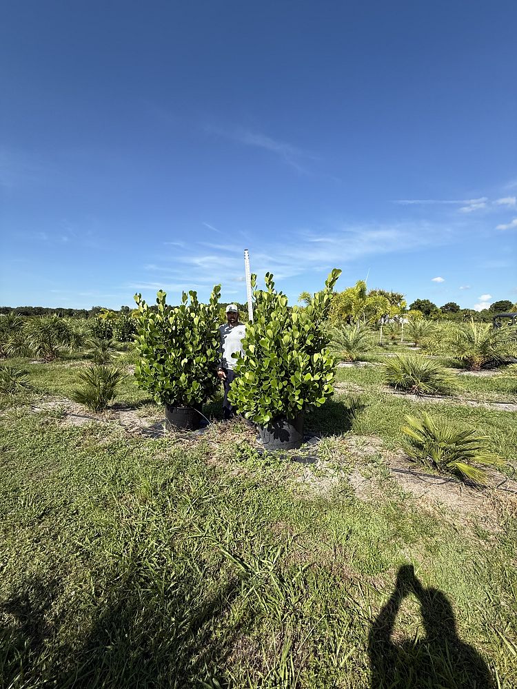 clusia-guttifera-small-leaf-clusia