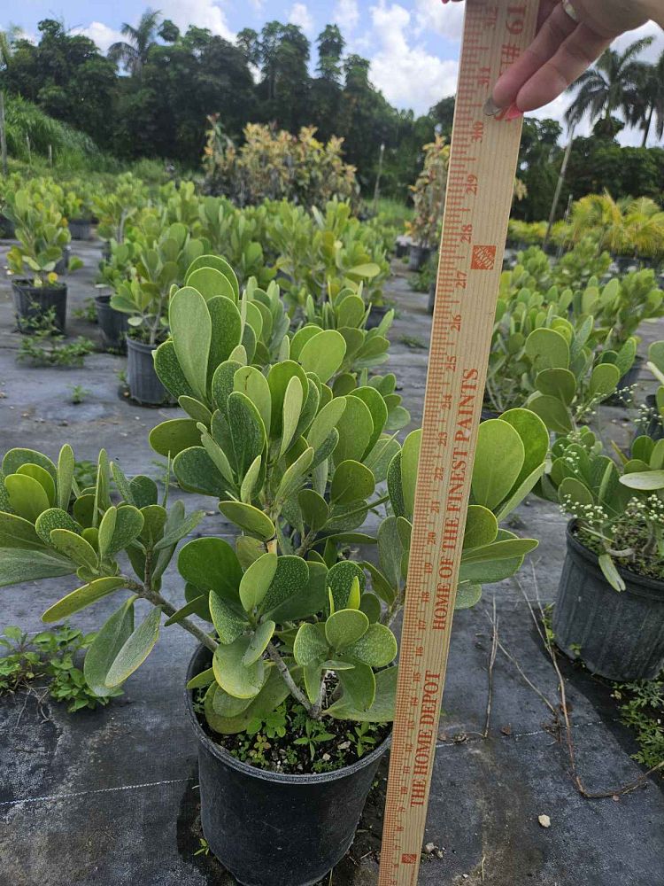 clusia-guttifera-small-leaf-clusia