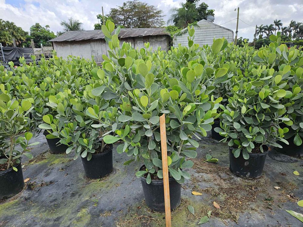 clusia-guttifera-small-leaf-clusia