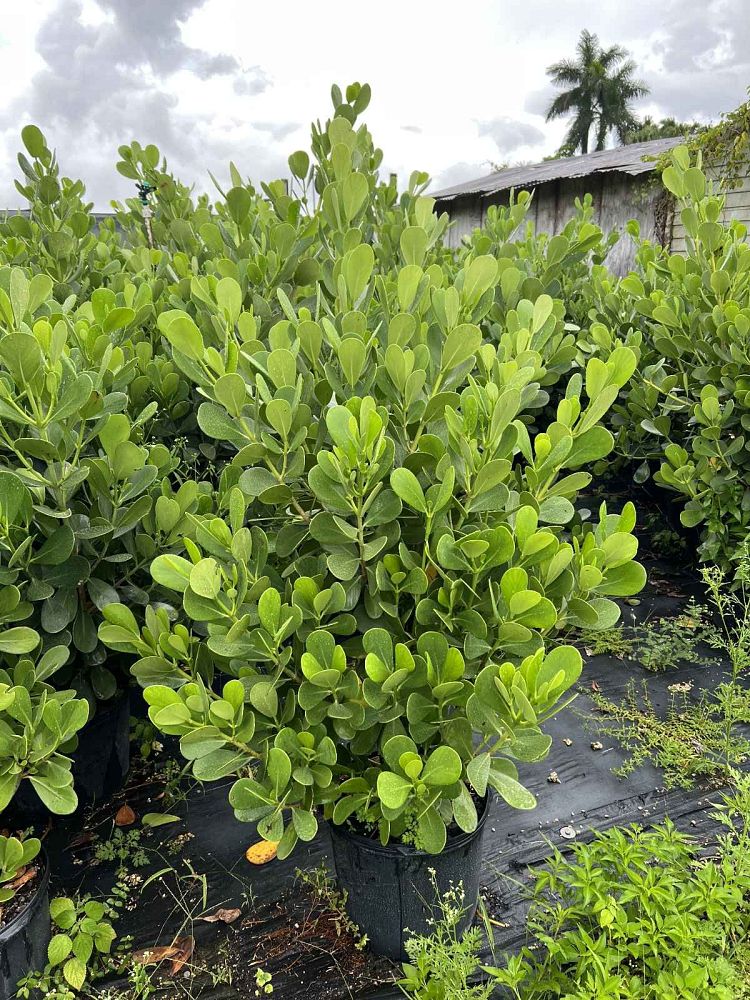clusia-guttifera-small-leaf-clusia