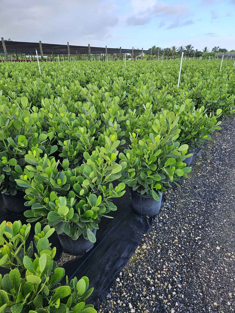 clusia-guttifera-small-leaf-clusia