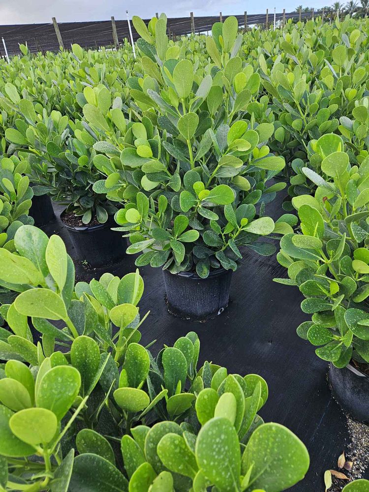 clusia-guttifera-small-leaf-clusia
