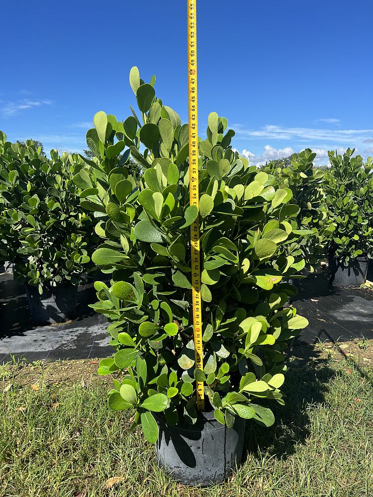 clusia-guttifera-small-leaf-clusia
