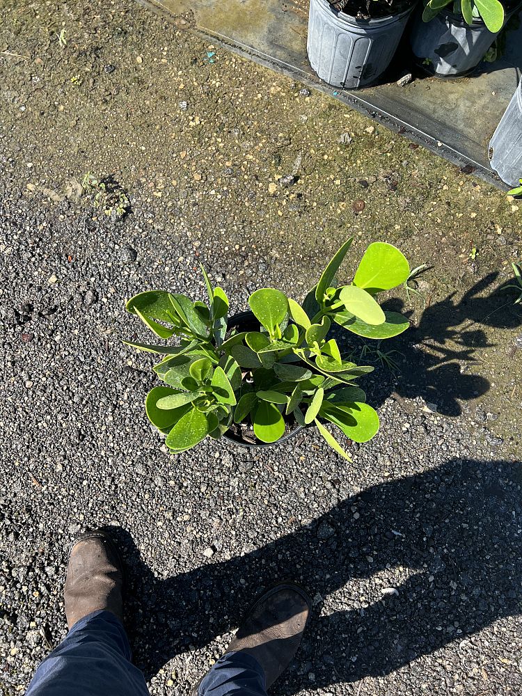 clusia-guttifera-small-leaf-clusia