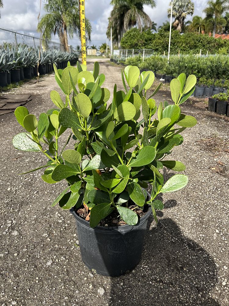 clusia-guttifera-small-leaf-clusia