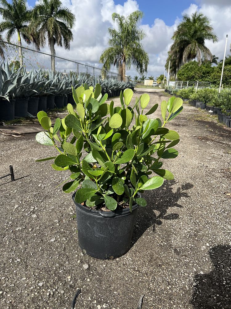 clusia-guttifera-small-leaf-clusia