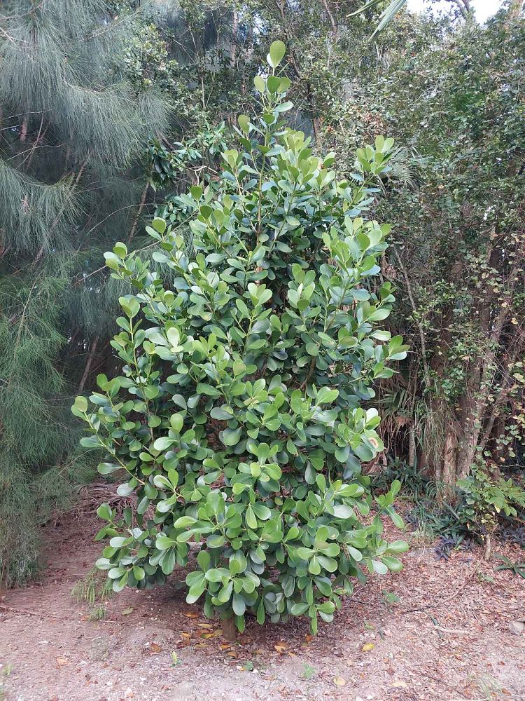 clusia-guttifera-small-leaf-clusia