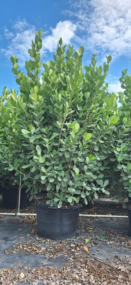 clusia-guttifera-small-leaf-clusia