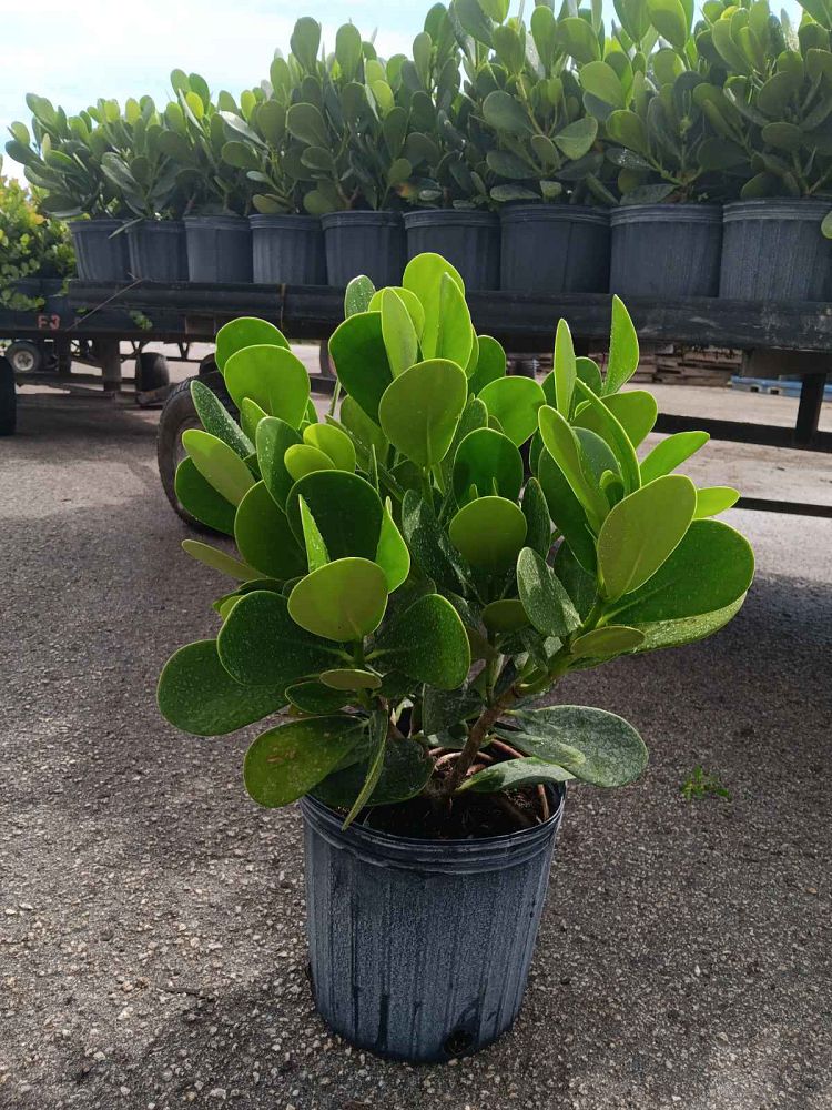 clusia-guttifera-small-leaf-clusia