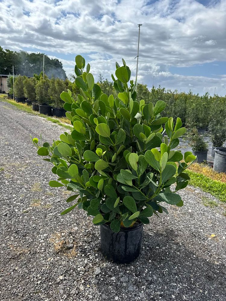 clusia-guttifera-small-leaf-clusia