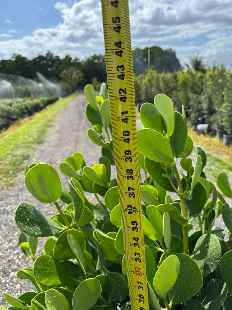 clusia-guttifera-small-leaf-clusia