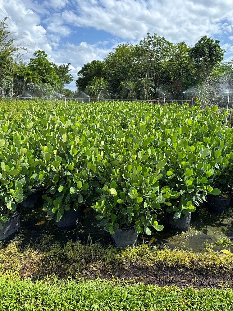 clusia-guttifera-small-leaf-clusia