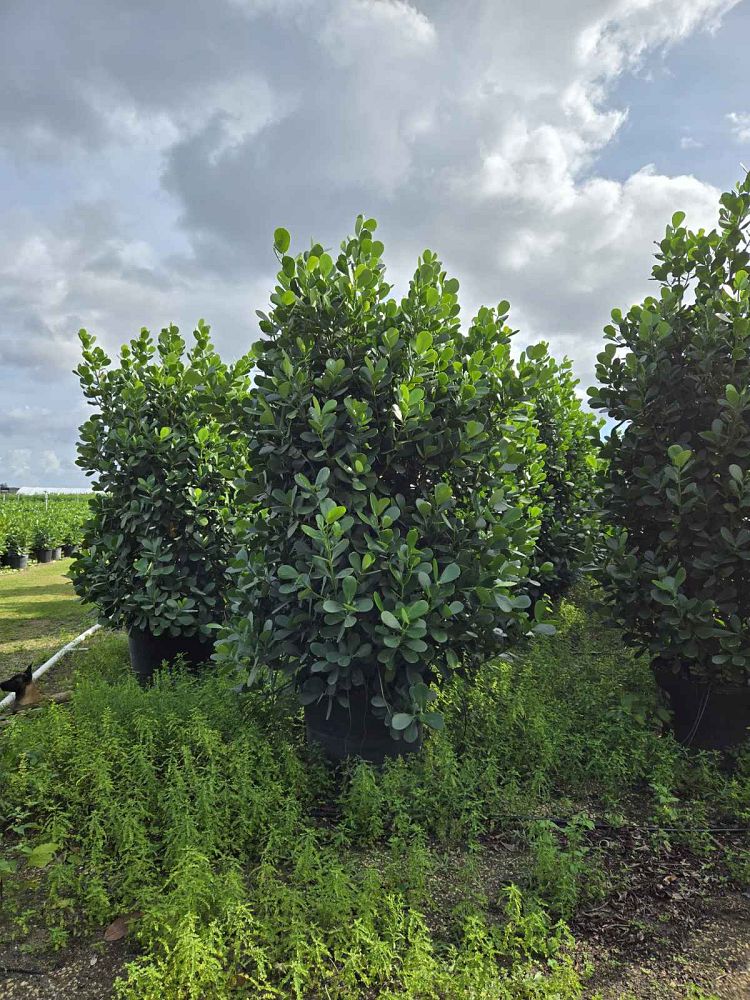 clusia-guttifera-small-leaf-clusia