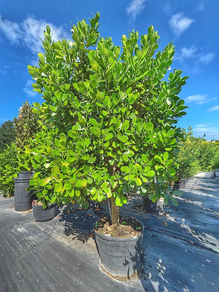 clusia-guttifera-small-leaf-clusia