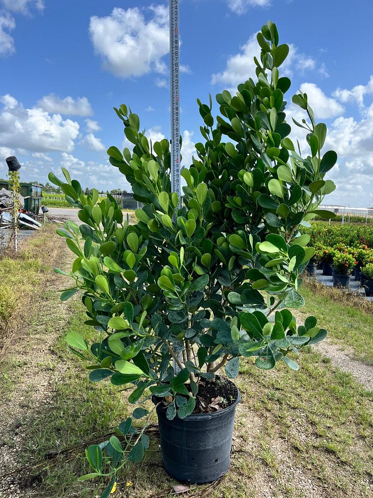 clusia-guttifera-small-leaf-clusia