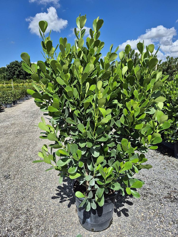 clusia-guttifera-small-leaf-clusia