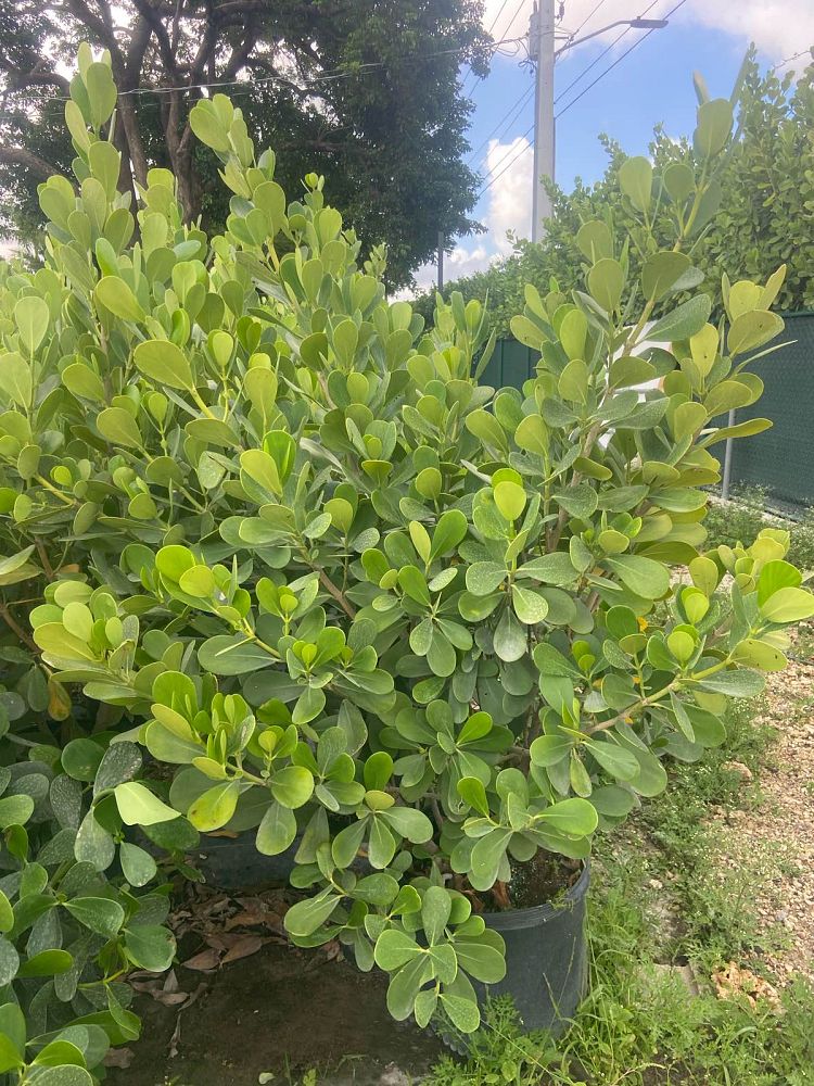 clusia-guttifera-small-leaf-clusia