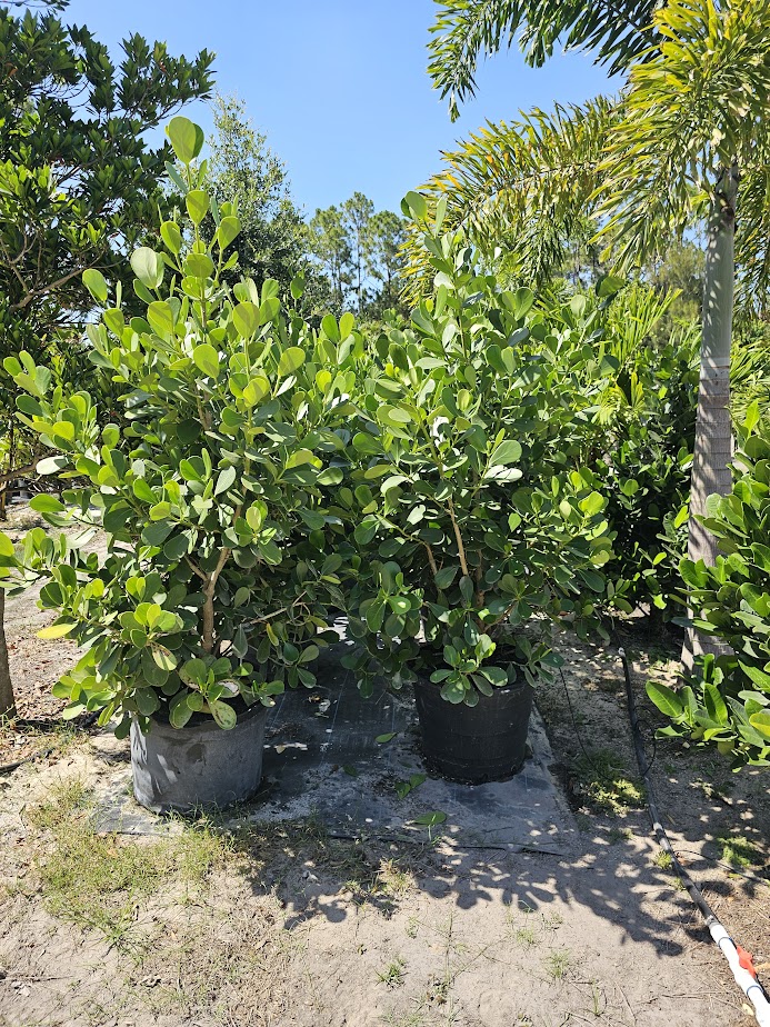 clusia-guttifera-small-leaf-clusia