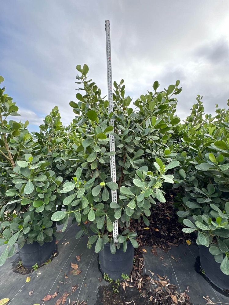 clusia-guttifera-small-leaf-clusia