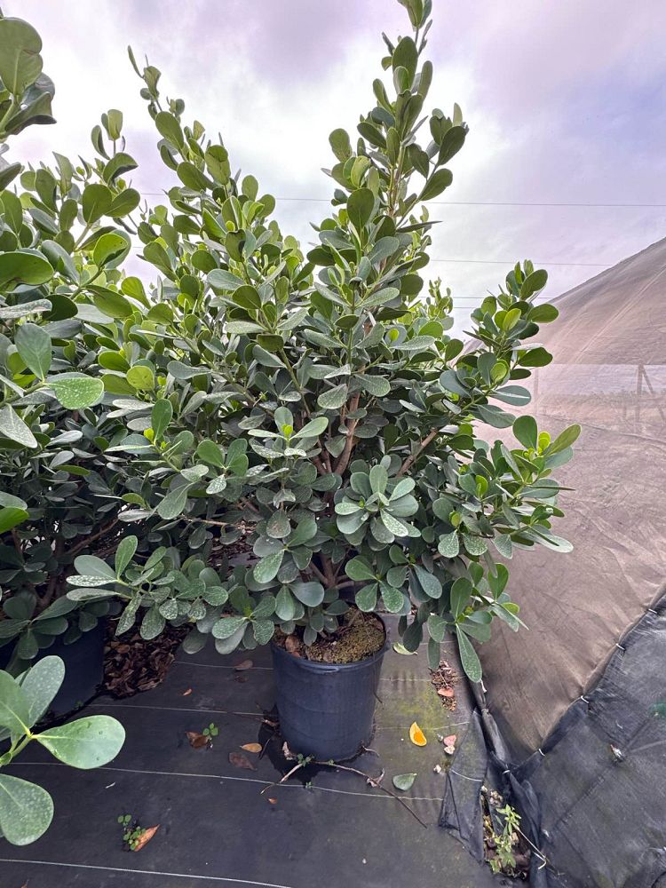 clusia-guttifera-small-leaf-clusia