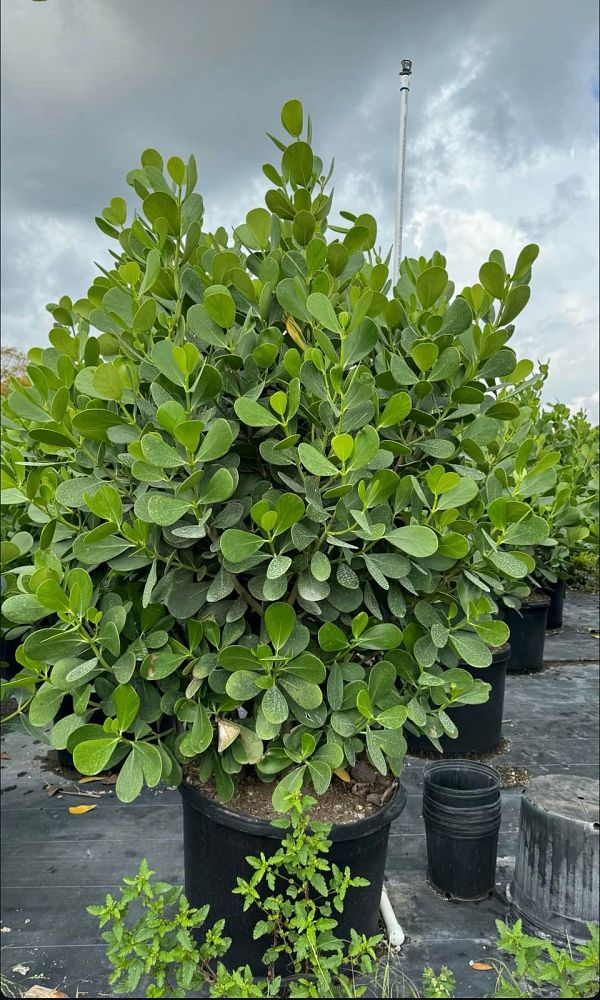 clusia-guttifera-small-leaf-clusia