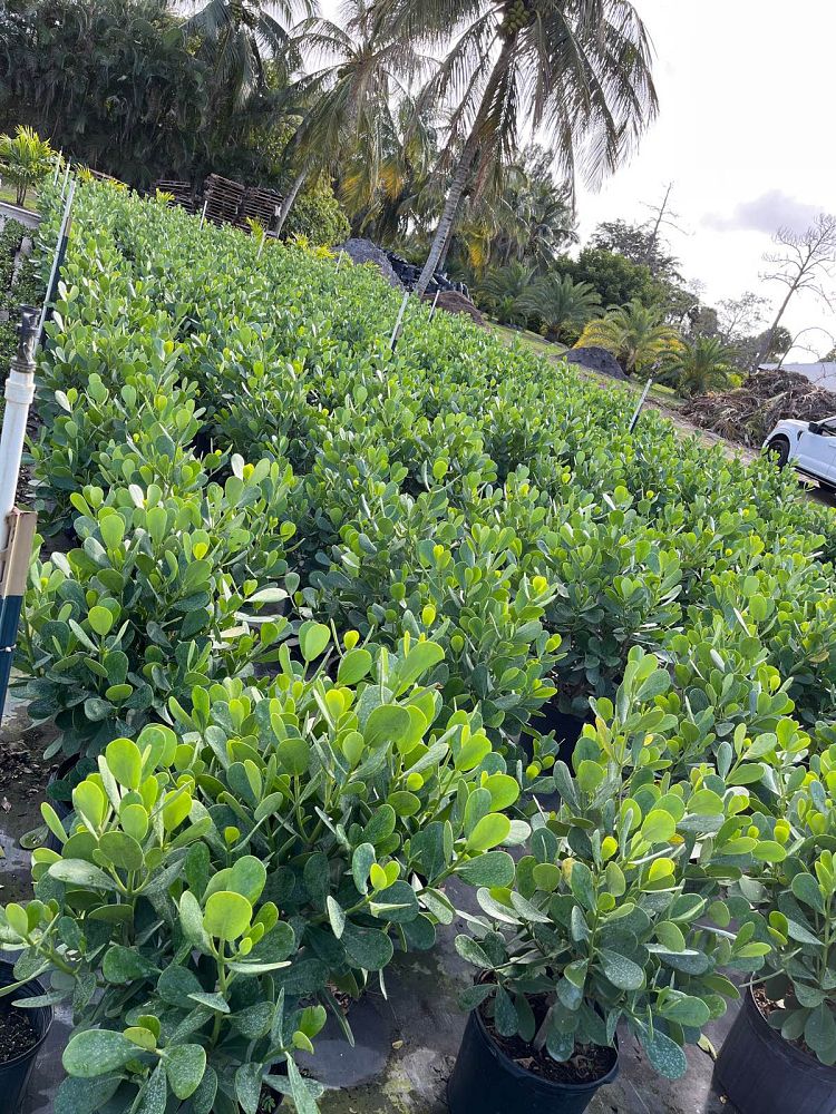 clusia-guttifera-small-leaf-clusia
