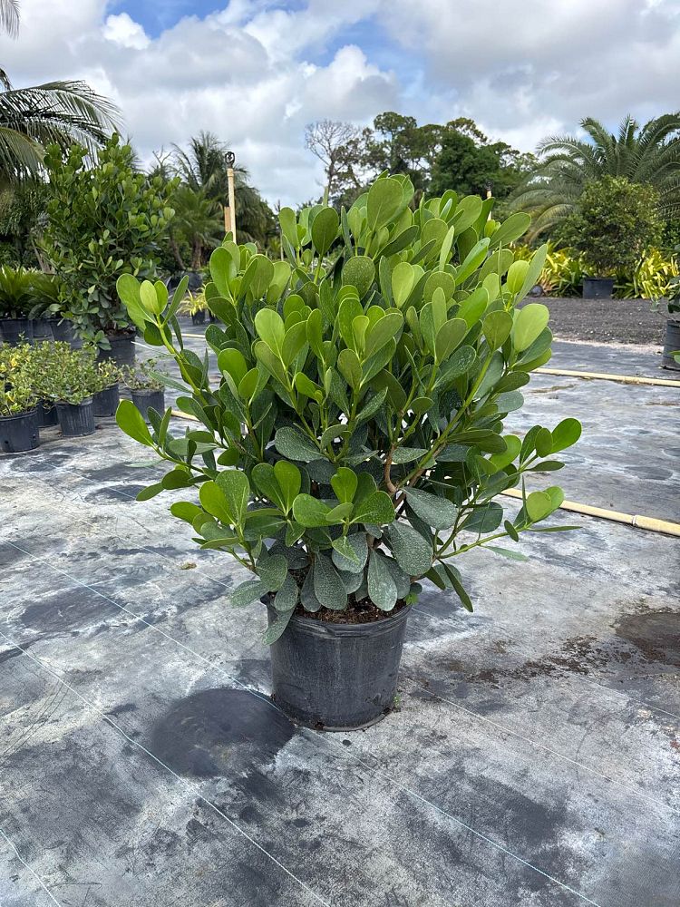 clusia-guttifera-small-leaf-clusia