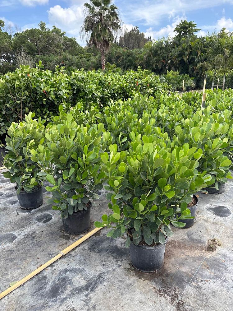 clusia-guttifera-small-leaf-clusia
