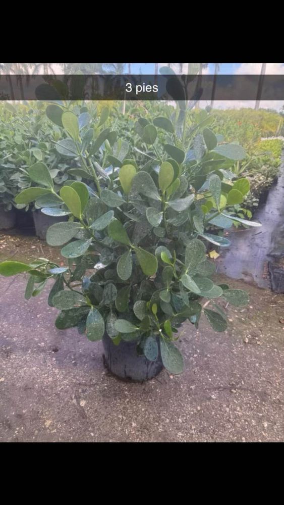 clusia-guttifera-small-leaf-clusia