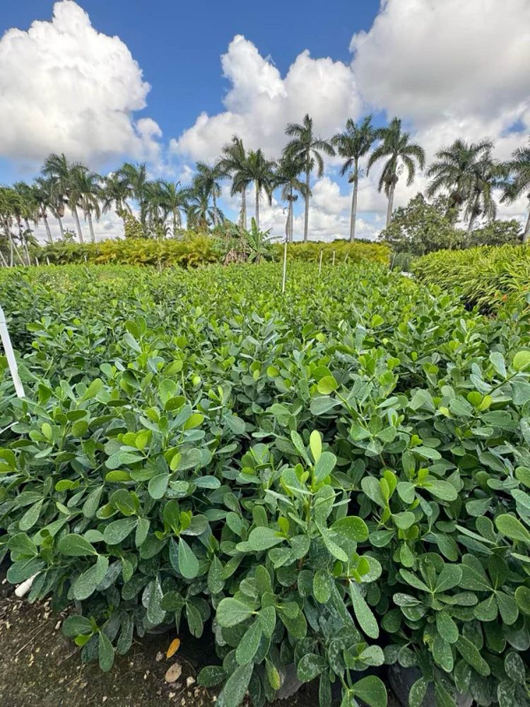 clusia-guttifera-small-leaf-clusia