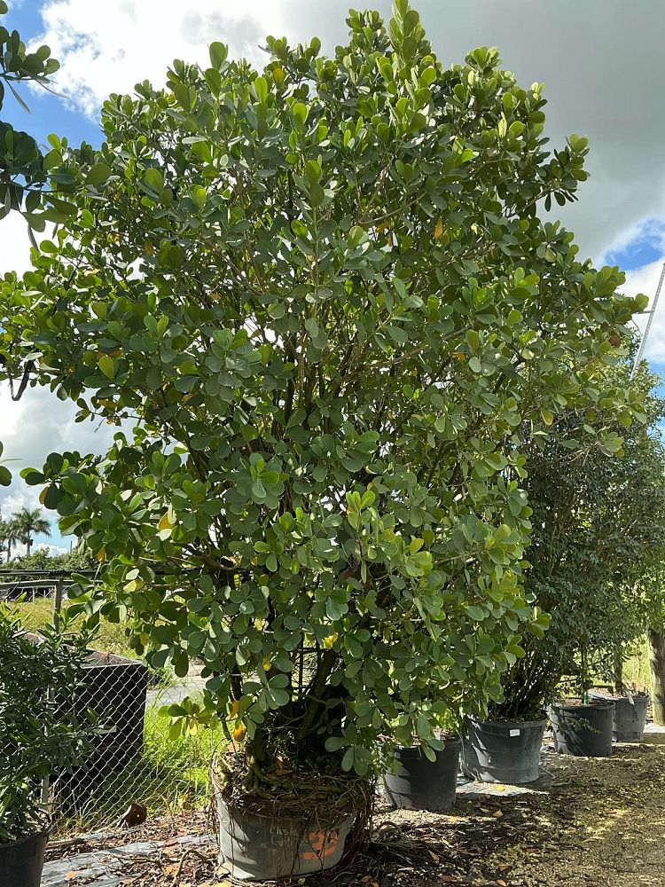 clusia-guttifera-small-leaf-clusia