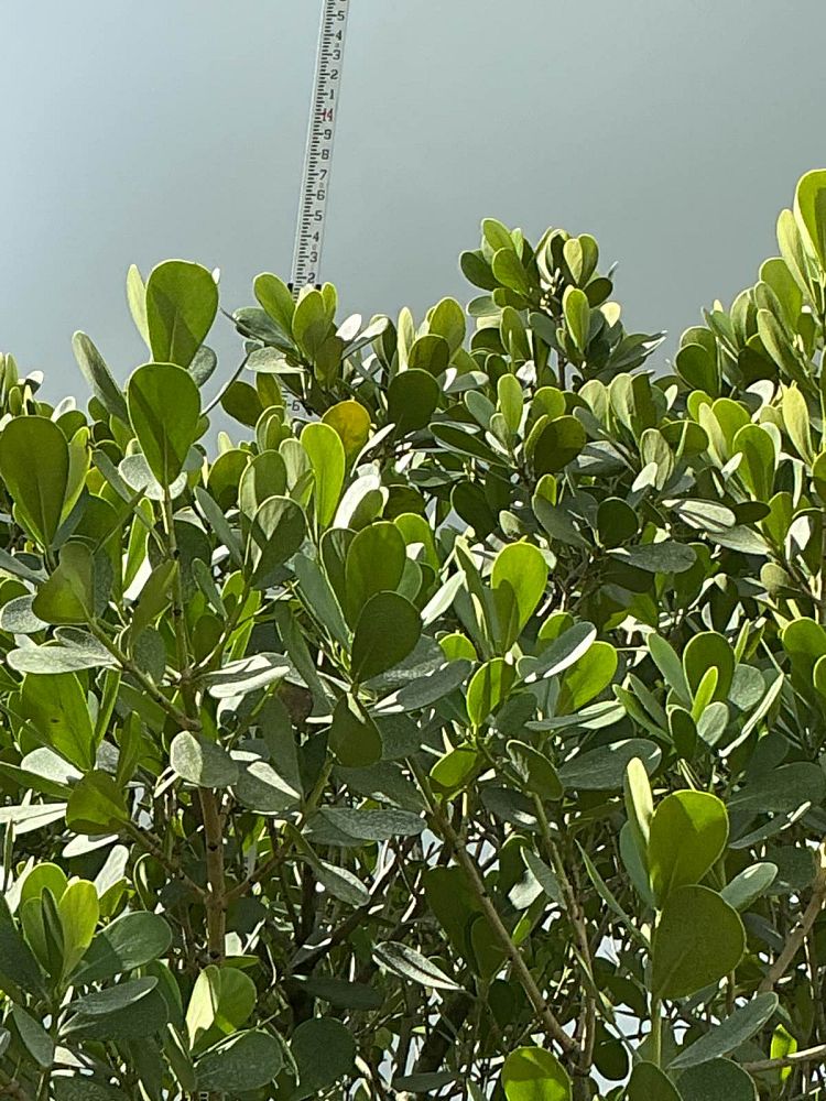 clusia-guttifera-small-leaf-clusia