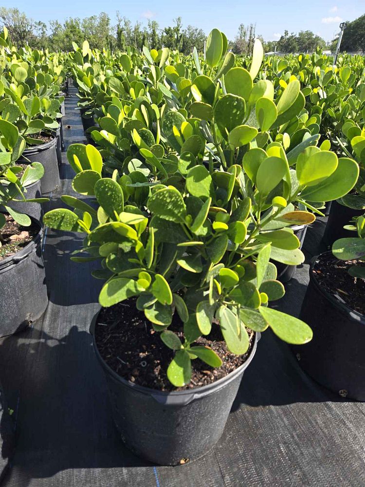 clusia-guttifera-small-leaf-clusia