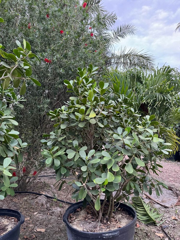 clusia-guttifera-small-leaf-clusia