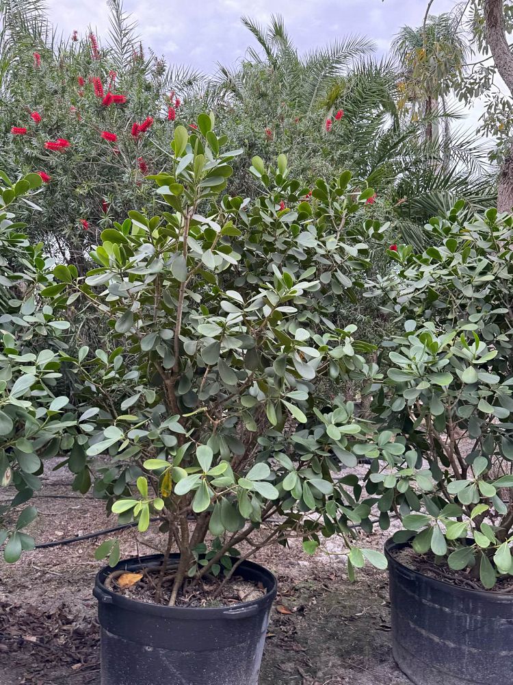 clusia-guttifera-small-leaf-clusia