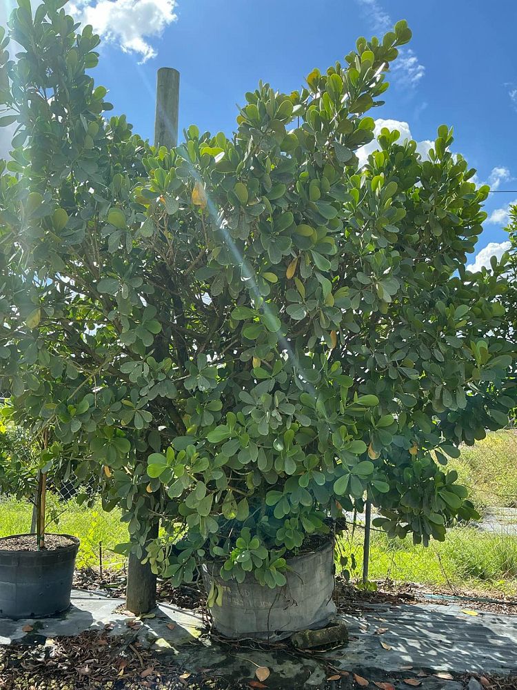 clusia-guttifera-small-leaf-clusia