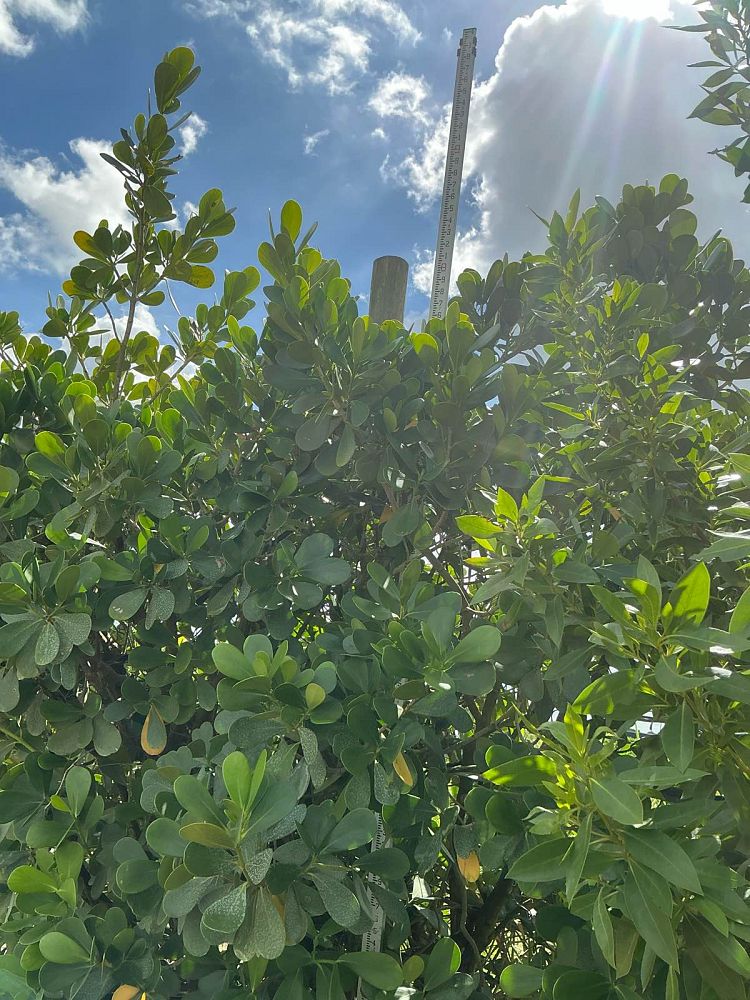 clusia-guttifera-small-leaf-clusia