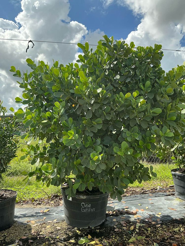 clusia-guttifera-small-leaf-clusia