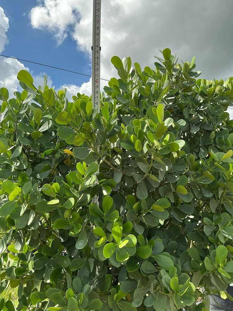 clusia-guttifera-small-leaf-clusia