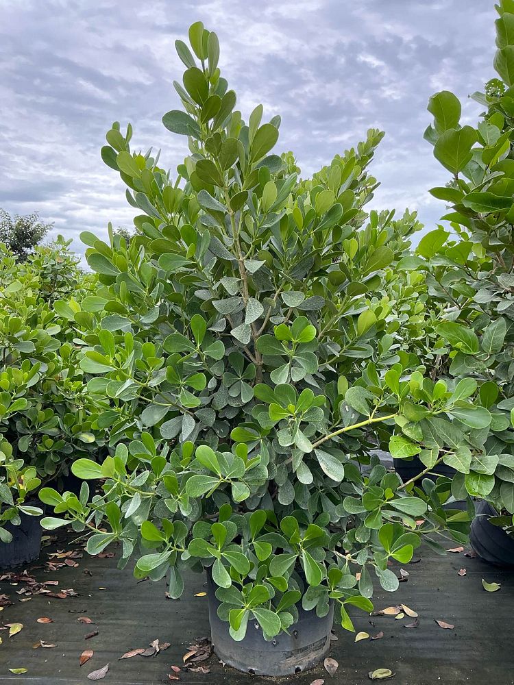 clusia-guttifera-small-leaf-clusia