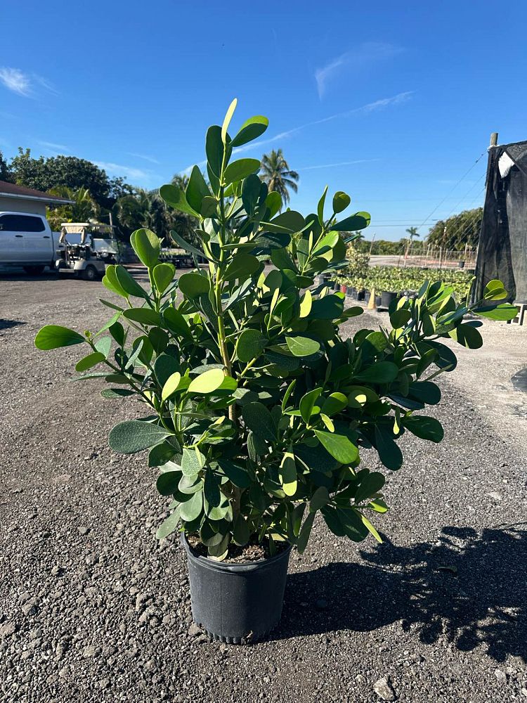 clusia-guttifera-small-leaf-clusia