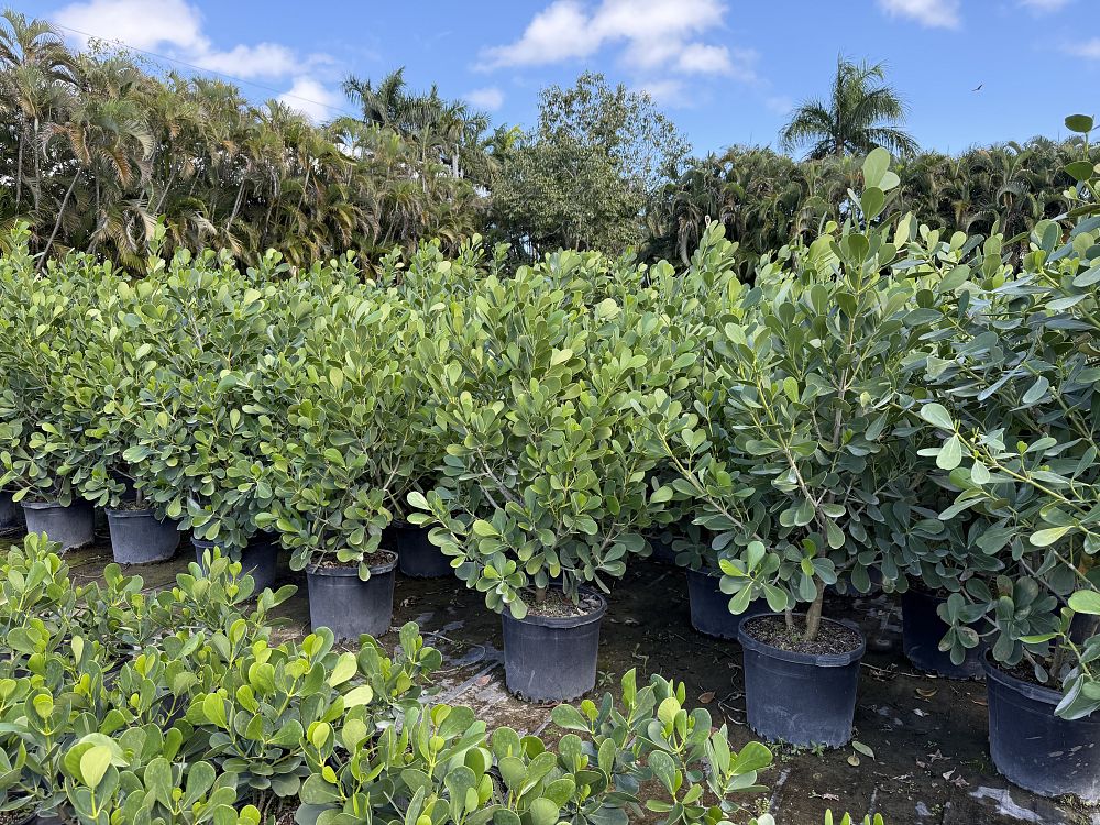 clusia-guttifera-small-leaf-clusia