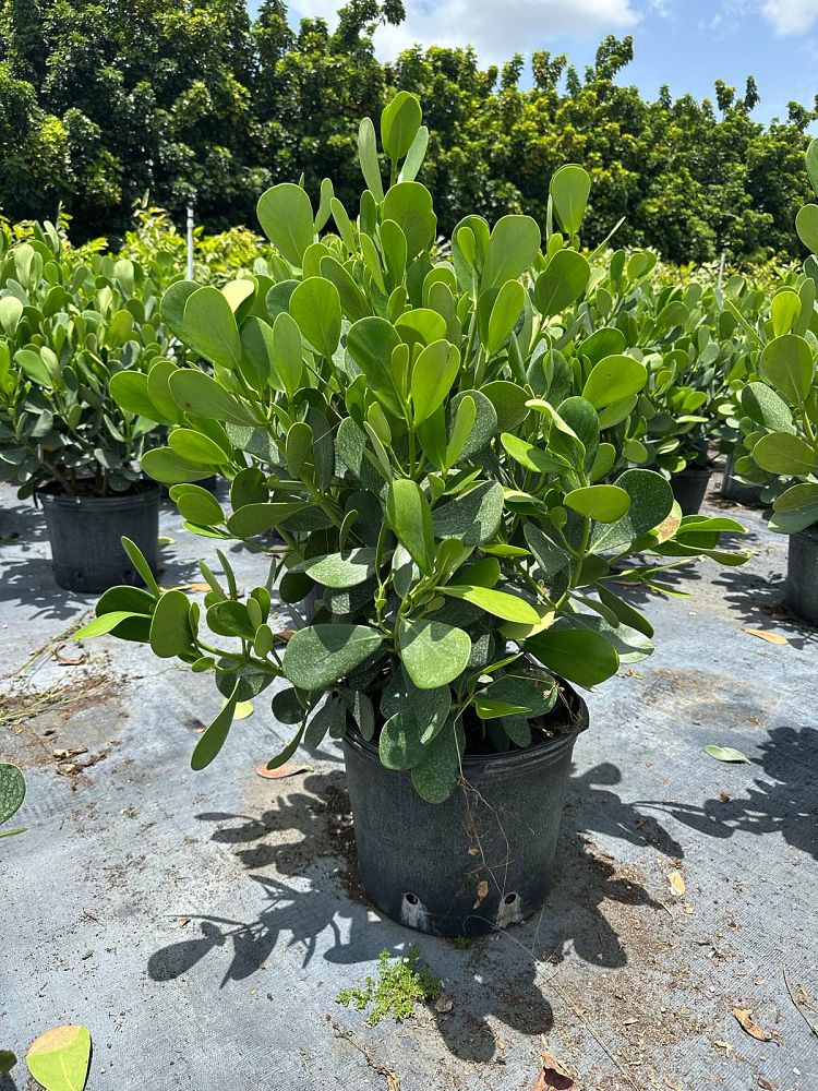 clusia-guttifera-small-leaf-clusia